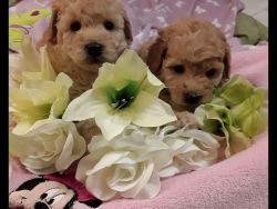 Cute Home raised Male and female Poodle puppies