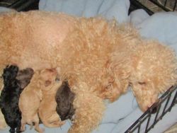toy and miniature poodle puppies