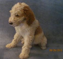 Standard Poodle Pups ~ Milwaukee, WI ~ Reserve now for 06/2018