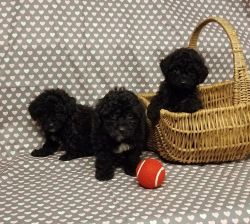 AKC Poodle Puppies available now