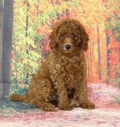 Cuddly Toy Poodle Puppies