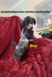 Purebred Toy Poodle - Boy-Reduced