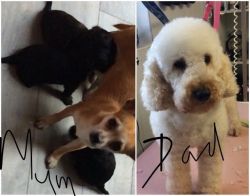 Chihuahua x Min. Poodle for sale