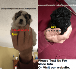 Bethy's Toy Poodle Puppies