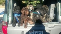 AKC Standand Poodles In Crofton MD