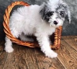 AKC Standard Poodle for sale
