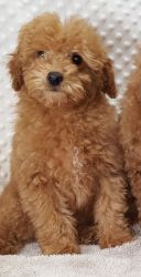 Akc poodle male and female pups