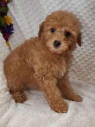 Standard Poodle Puppies - Only 3 still available -