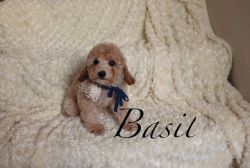 Toy Poodle - Basil - Male