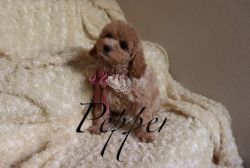 Toy Poodle - Pepper - Female