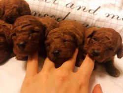 Teacup Purebred Poodle Puppies