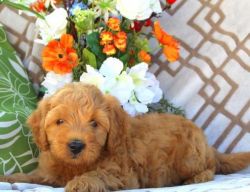Beautiful red male Poodle puppy avaiable.