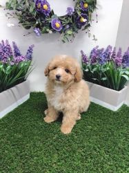 Toy Poodle - Disco - Male