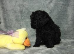 Home-Raised Poodle Puppies For Sale