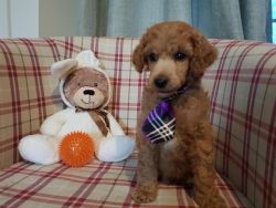 Red Standard Poodle Puppies From Fully Health Tested Parents