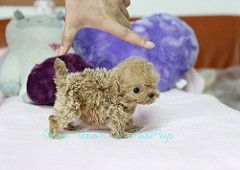 Rehoming Micro female Poodle (Teacup Puppies)