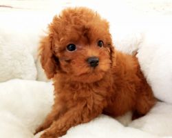 French Poodle Puppy - Female - Whitney ($2,899)