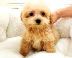 French Poodle Puppy - Male - Ace ($1,899)