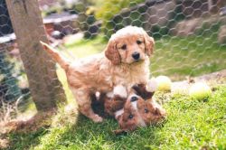 Stunning Miniature Poodle Puppies