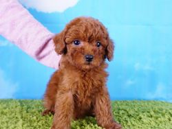 French Poodle puppy- Male- Hank ($3,000)
