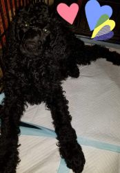 Valentines Day Sale- Standard Poodle Puppies