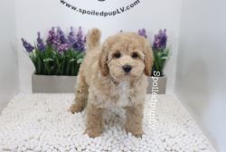 Toy Poodle - Pizza - Male