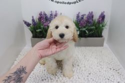 Poodle - Polly - Female