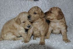 Amazing AKC Poodle puppies. Call or text us at +1(4xx) xx8-0xx6