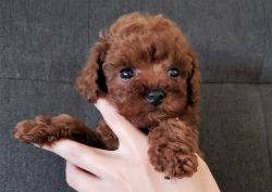 Choco the Teacup Poodle ($3,400)
