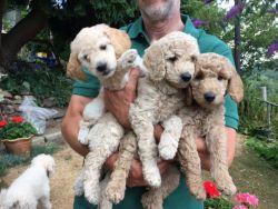 Adorable AKC Poodle puppies. Call or text us at +1 2xx xx9-0xx7