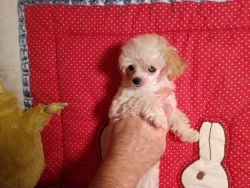 Tiny poodle girl ckc