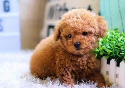 Cookie the Toy Poodle