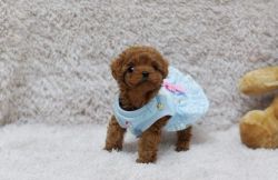 super cute red teacup poodle for sale