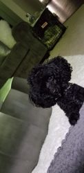 Black toy poodle