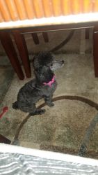 Silver Toy Poodle For Sale