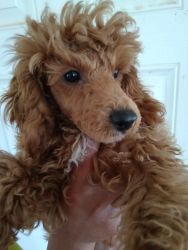 Red miniature poodle puppies