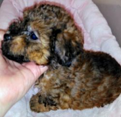 SOLD REGISTERED TOY POODLE PUPPY