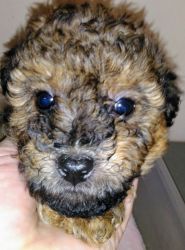 SOLD REGISTERED TOY FEMALE POODLE PUPPY!