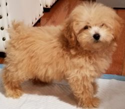 Toy Poodle (Male)