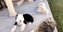 Sheepadoodle Puppy for Sale