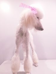 Professionally Trained Gorgeous Standard Poodle