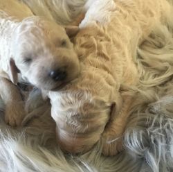 Standard Poodle Puppies In Time For Christmas