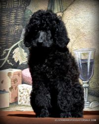 CH Sired Black Standard Poodle Puppies