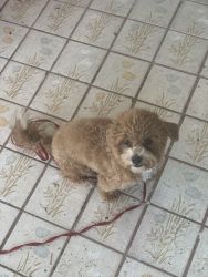 Toy Poodle For Sell