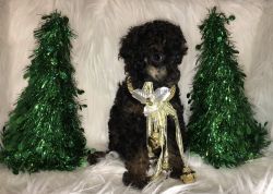 AKC Toy Poodle puppies