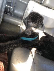 Pure bred Poodle