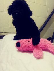 Black girl Toy poodle