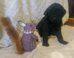 Poodle pups looking for their forever home
