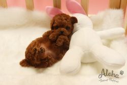 PUPPY PROFILE Name: Cacao Breed: Poodle Gender: Male Birthday: 3 Month