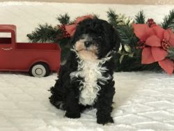 Lucy Black and White Tuxedo Toy Poodle